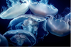 Jellyfish Virtual Background